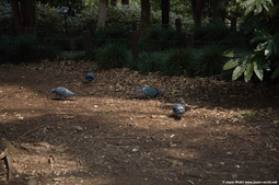 La faune au parc Kitanomaru